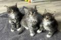 Kocita rasy Maine Coon na sprzeda